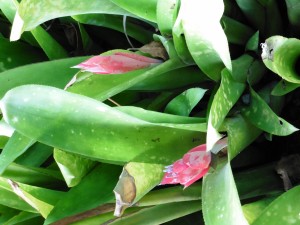 Lovely Billbergia Macrocalyx from Brazil        